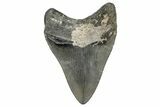 Bargain, Fossil Megalodon Tooth - Georgia #338830-1